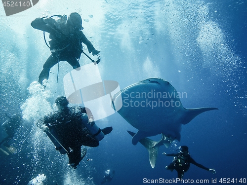 Image of Giant whaleshark with divers