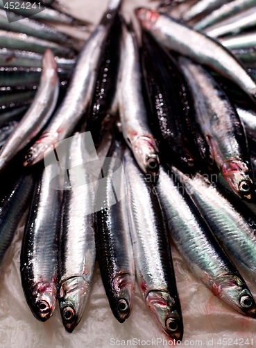 Image of Raw Fresh Sardines