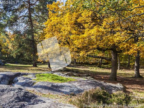 Image of Autumn Scene in Fontainebleau Forest