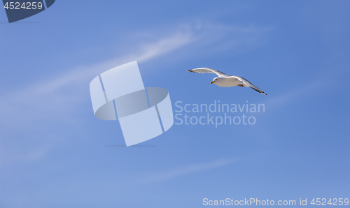 Image of Seagull Flying