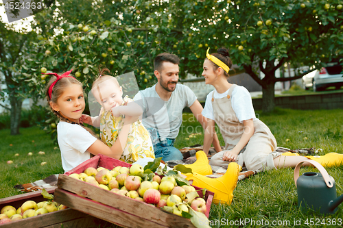 Image of The happy young family during picking apples in a garden outdoors