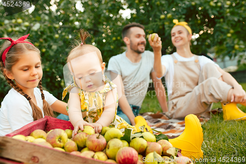 Image of The happy young family during picking apples in a garden outdoors