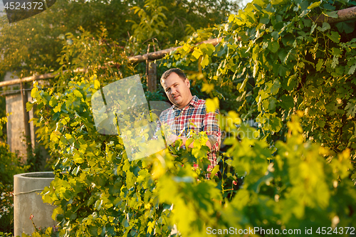 Image of Mant prune grape brunch, work on a family farm