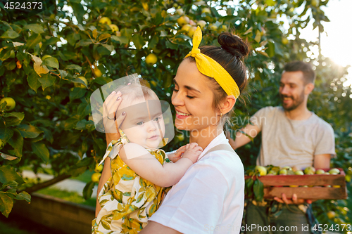 Image of The happy young family during picking apples in a garden outdoors