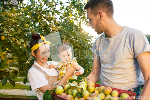 Image of The happy young family during picking apples in a garden outdoors