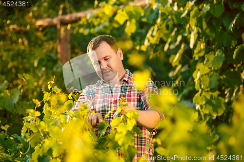 Image of Mant prune grape brunch, work on a family farm