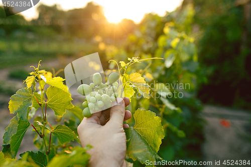 Image of The male hand and grape brunch, work on a family farm