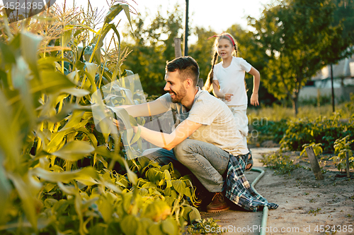 Image of The happy young family during picking corns in a garden outdoors