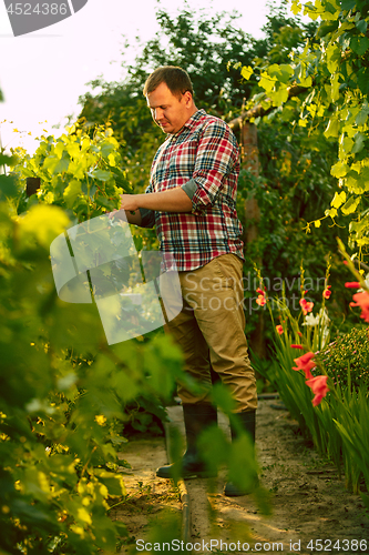 Image of Mant prune grape brunch, work on a family farm