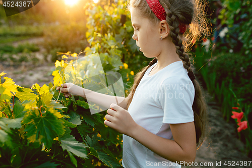 Image of The child girl and grape brunch, work on a family farm