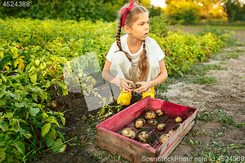 Image of The Children on the harvest of potatoes.