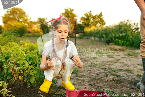 Image of The Children on the harvest of potatoes.