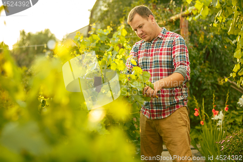 Image of Mant prune grape brunch, work on a family farm