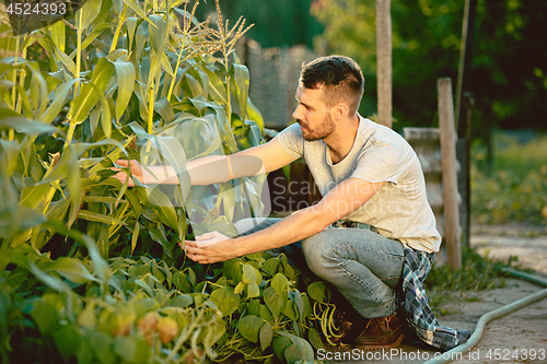 Image of handsome farmer in his thirties picking corn on a field