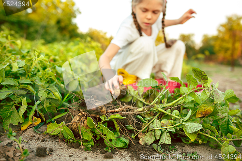 Image of The Children on the harvest of potatoes.