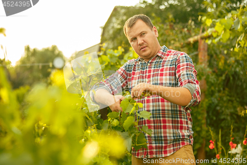 Image of Mant prune grape brunch, work on a family farm