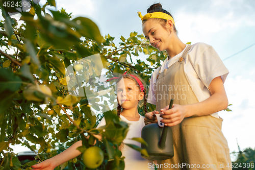 Image of The happy young family during picking apples in a garden outdoors