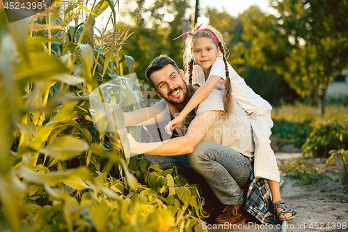 Image of The happy young family during picking corns in a garden outdoors