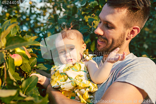 Image of The happy young family during picking apples in a garden outdoors