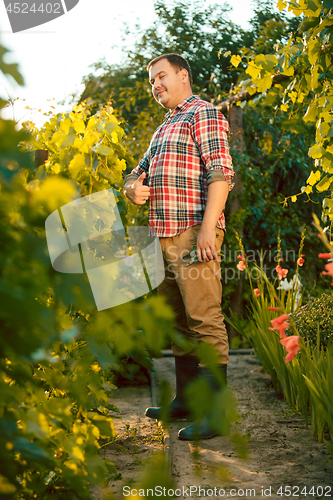 Image of Mant prune grape brunch, work on a family farm