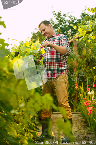 Image of Mant prune grape brunch, work on a family farm