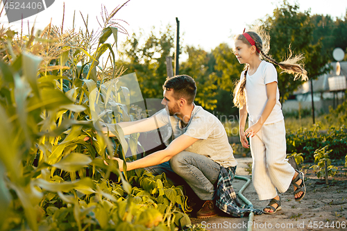 Image of The happy young family during picking corns in a garden outdoors