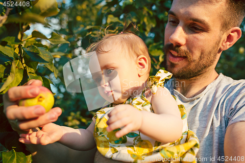 Image of The happy young family during picking apples in a garden outdoors