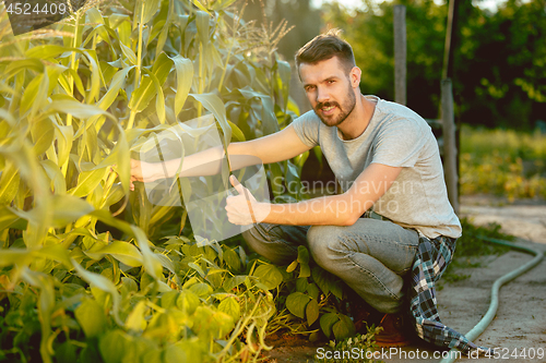 Image of handsome farmer in his thirties picking corn on a field