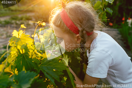 Image of The child girl and grape brunch, work on a family farm