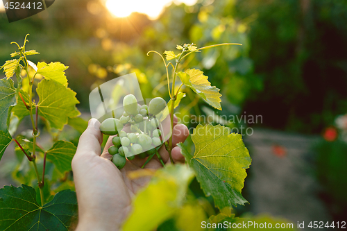 Image of The male hand and grape brunch, work on a family farm