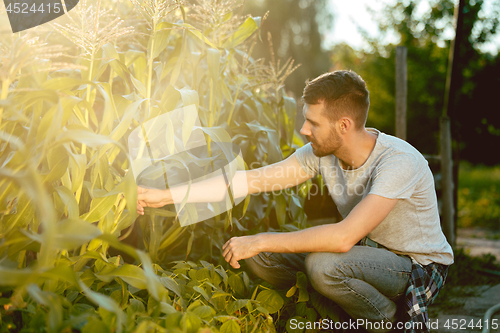 Image of handsome farmer in his thirties picking corn on a field