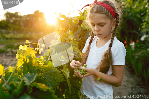 Image of The child girl and grape brunch, work on a family farm