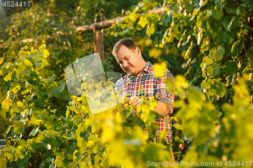 Image of Mant prune grape brunch, work on a family farm