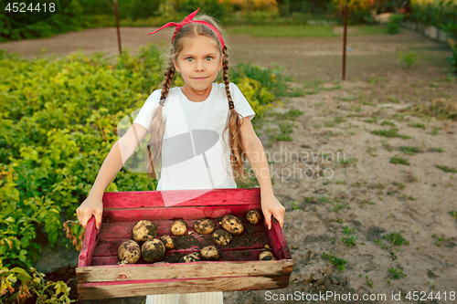 Image of The Children on the harvest of potatoes.