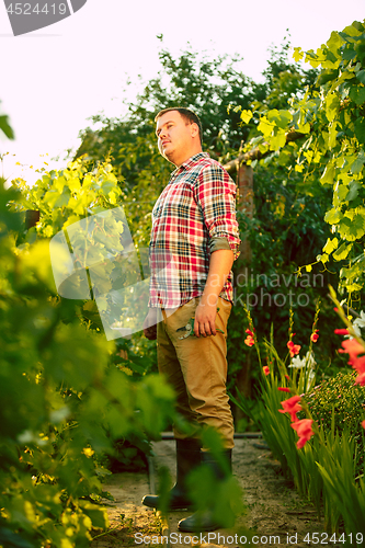 Image of Mant prune grape brunch, work on a family farm