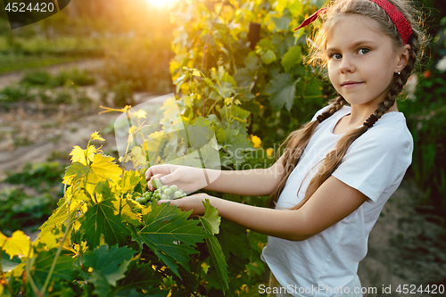 Image of The child girl and grape brunch, work on a family farm