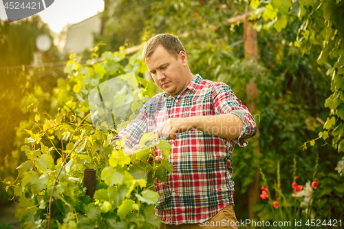 Image of Mant prune grape brunch, work on a family farm