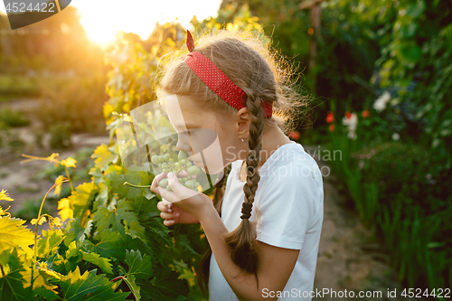 Image of The child girl and grape brunch, work on a family farm