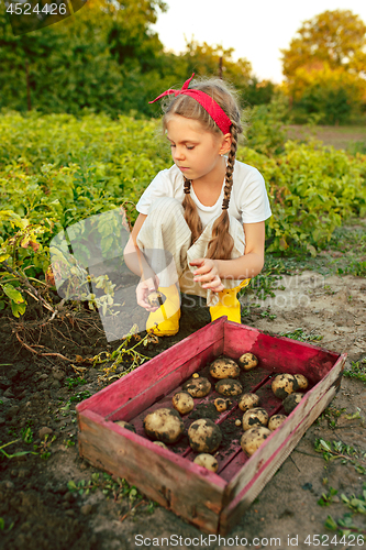 Image of The Children on the harvest of potatoes.