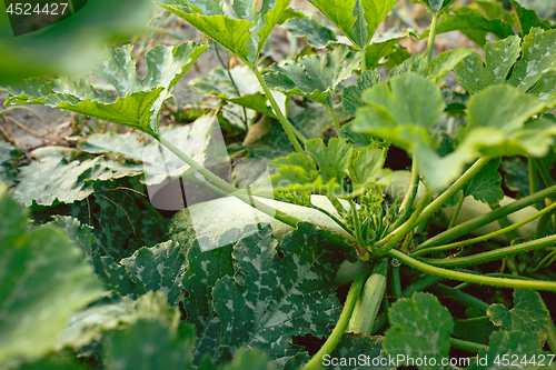 Image of Zucchini plant. Zucchini flower. Green vegetable marrow growing on bush