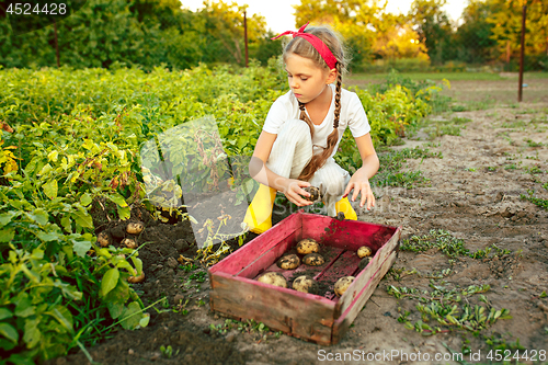 Image of The Children on the harvest of potatoes.