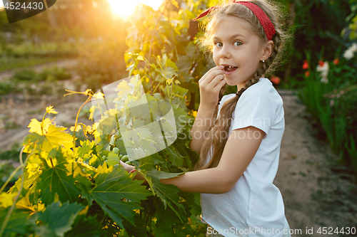 Image of The child girl and grape brunch, work on a family farm