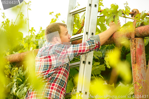 Image of Mant prune grape brunch, work on a family farm