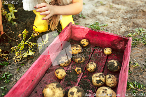 Image of The Children on the harvest of potatoes.