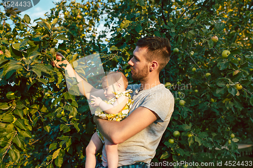 Image of The happy young family during picking apples in a garden outdoors