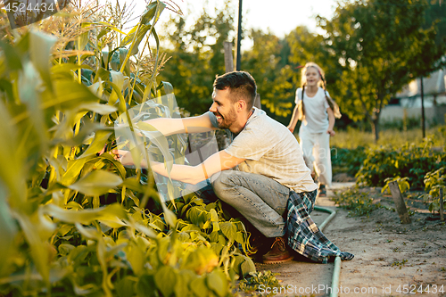 Image of The happy young family during picking corns in a garden outdoors