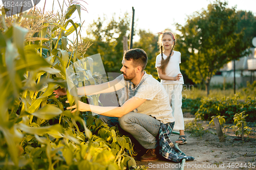 Image of The happy young family during picking corns in a garden outdoors