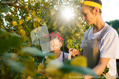 Image of The happy young family during picking apples in a garden outdoors