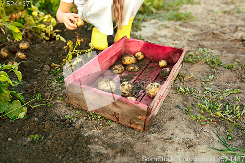 Image of The Children on the harvest of potatoes.