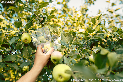 Image of The male hand during picking apples in a garden outdoors